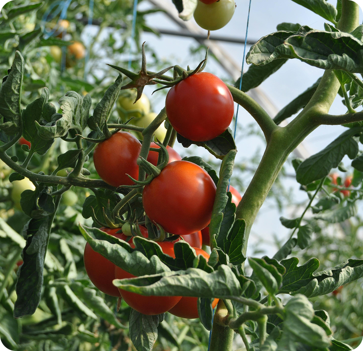 Tomatoes
